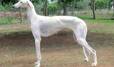 patte ki pooch article by neelu shekhawat