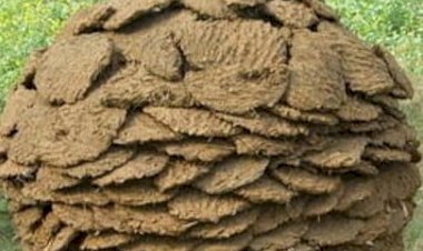 ukarda article by neelu shekhawat