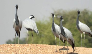 kurjan by neelu shekhawat