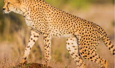 supreme court expressed seriousness on the death of three cheetahs said why they are not sent to rajasthan cheetahs will be shifted to rajasthan