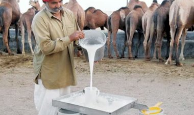 camel milk is nutrition powerhouse camel milk benefits