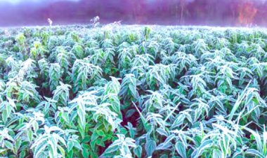 fasal pala padne ke lakshan evam bachav upay rajasthan sheetlahar agriculture