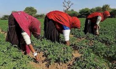 increasing use of information technology in rajasthans agriculture sector