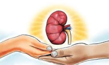 case of giving fake noc for human organ transplant