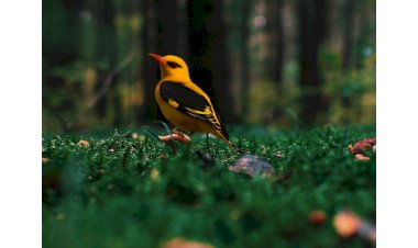 a unique bird with shining and sweet voice as soon as the sun sets reaches rajasthan