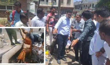 the administration swung into action after former chairperson kusum soni fell into the drain due to cattle bjp members protested fiercely surrounded the xen