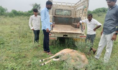 youth saved nilgai from the clutches of dogs