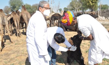 treatment of 24651 camels in camps enthusiasm of male and female cattle herders