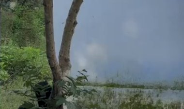 a family of bears seen in mount abu