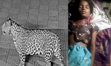 sirohi panther attack one girl killed