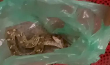 kisan ne rasal viper ko markar jan bachai thaili mein lekar pahuncha aspatal