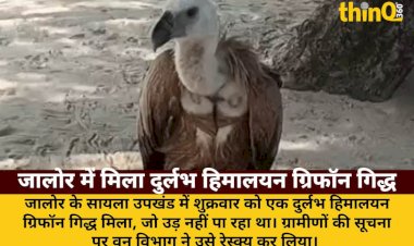 jalore me durlabh himalayan griffon giddh rescue bimar hone se ud nahi pa raha tha