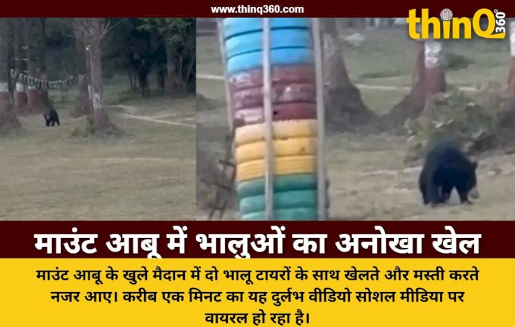 mount abu bears playing video viral