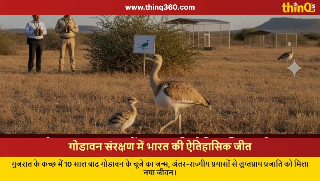 great indian bustard chick hatched gujarat kutch conservation