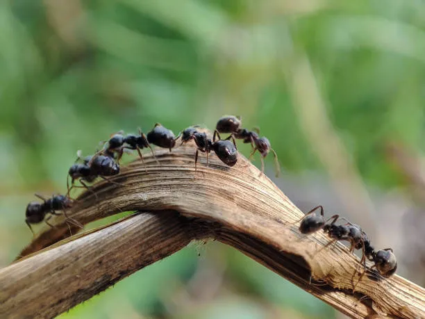 ants trafficking market queen ant price china europe news