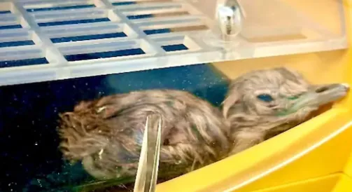 jaisalmer great indian bustard chicks born artificial insemination success