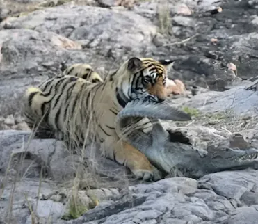 ranthambore tigress shakti hunts crocodile wildlife news