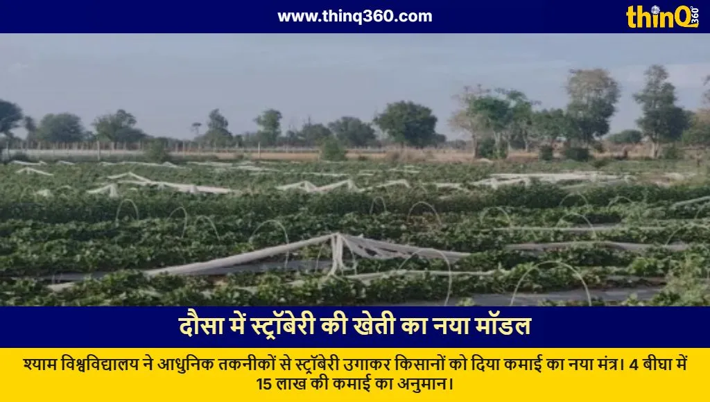 dausa shyam university strawberry farming model profit
