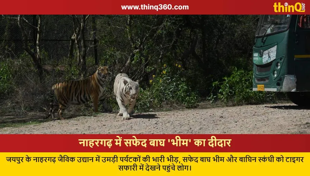 nahargarh biological park jaipur white tiger bhim safari crowd