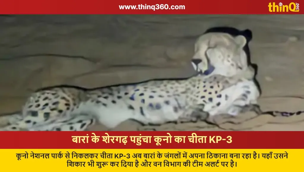 cheetah kp3 reaches shergarh wildlife sanctuary baran kuno news