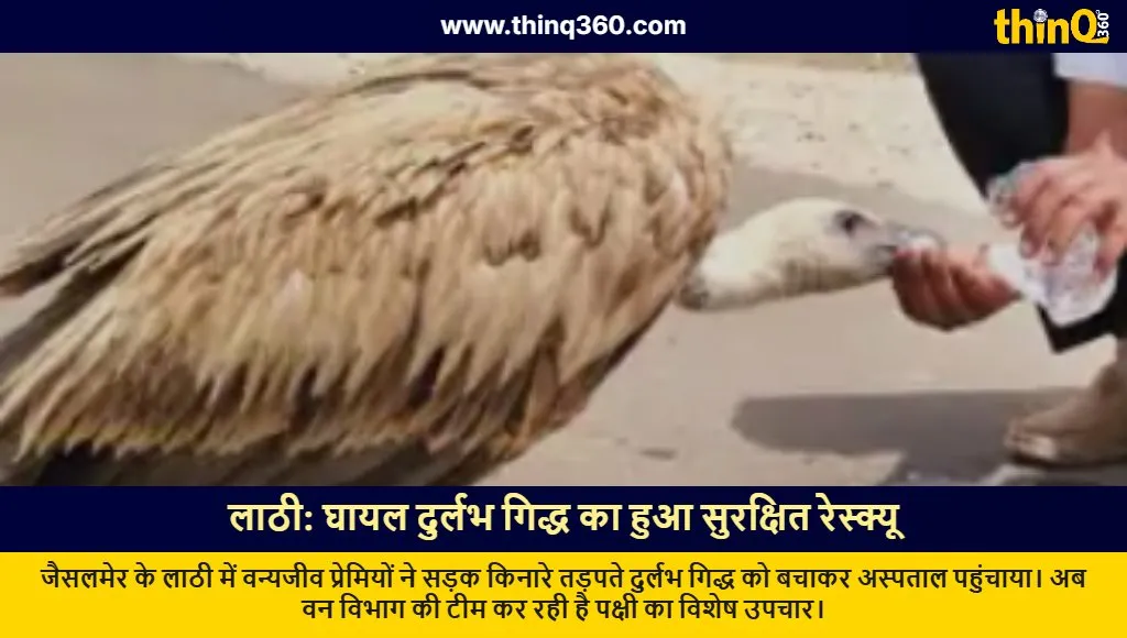 rare vulture rescued lathi jaisalmer rajasthan news