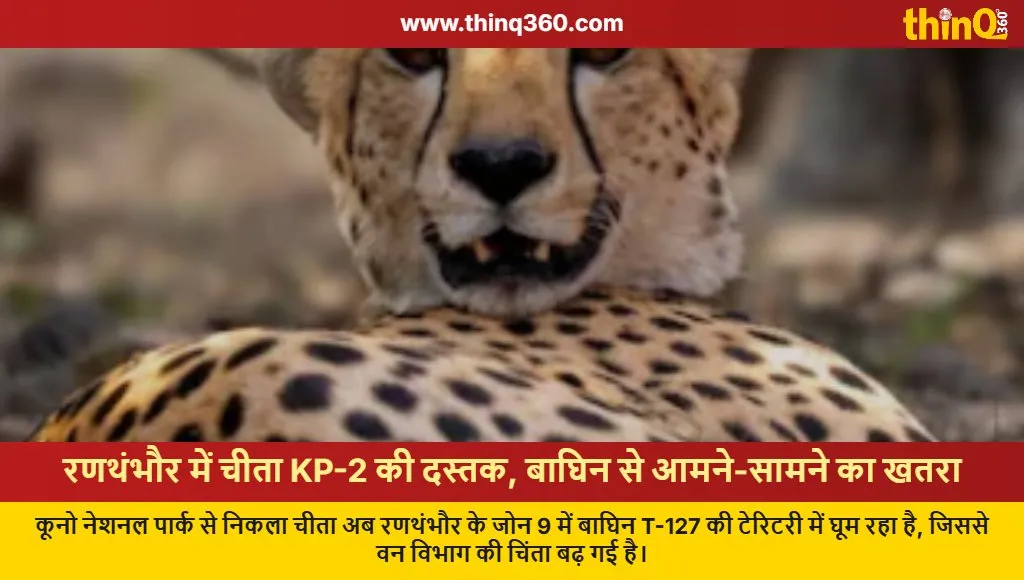 kuno cheetah kp2 enters ranthambore tigress t127 territory