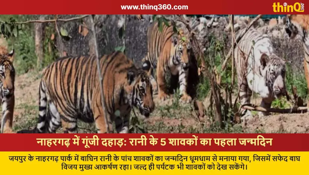 nahargarh biological park tiger cubs first birthday celebration