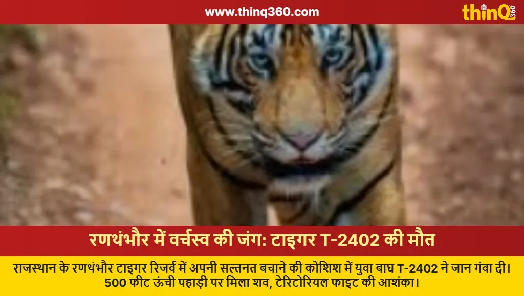 ranthambore tiger t2402 death territorial fight rajasthan