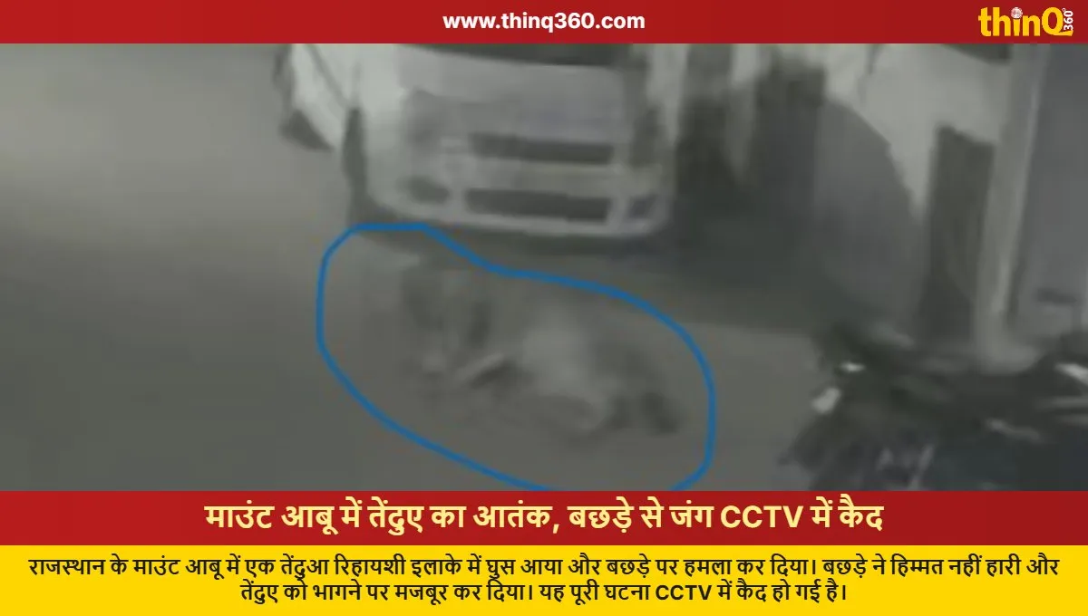 leopard attacks calf in mount abu cctv footage viral
