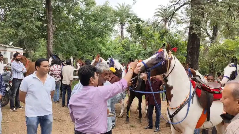 Abu Parvat: Free Health Camp for Horses, 55 Benefited
