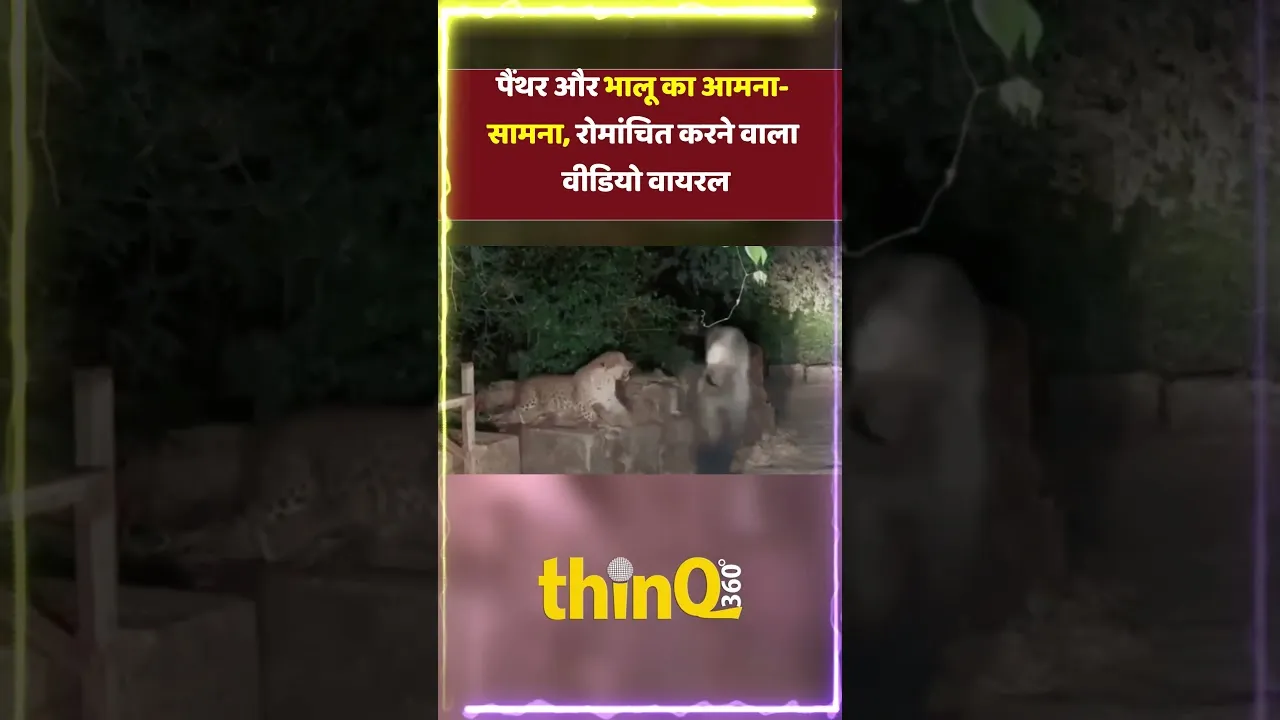 mount abu panther bear face off salgaon road